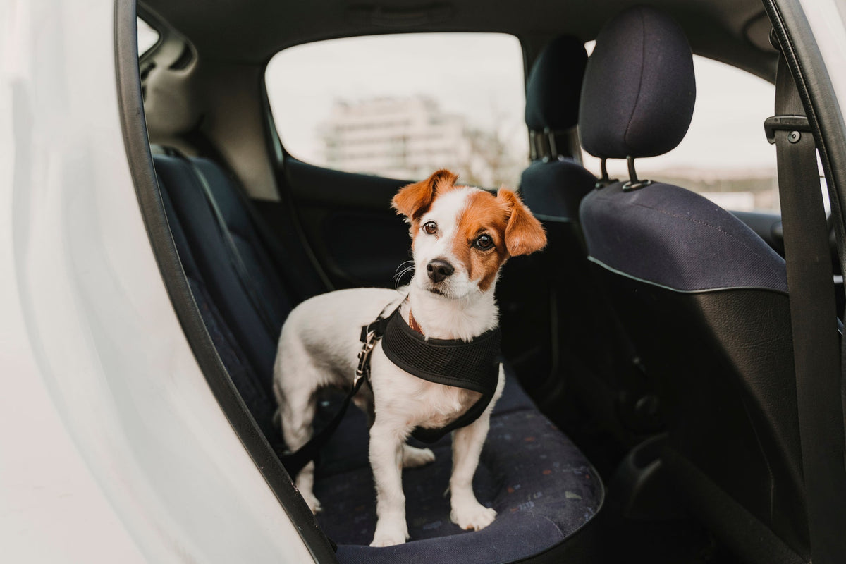 guide to traveling with pets